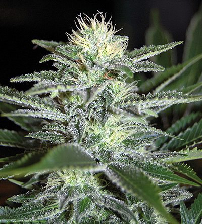 Auto White Widow