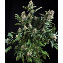 Auto White Widow
