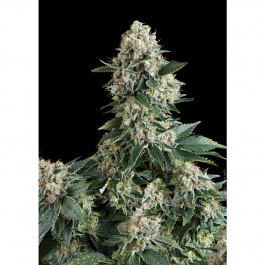 Auto New York City Pyramid seeds