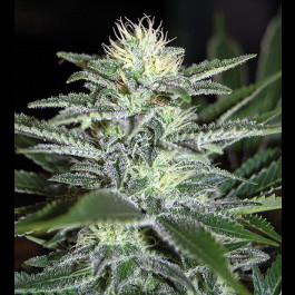 Auto White Widow