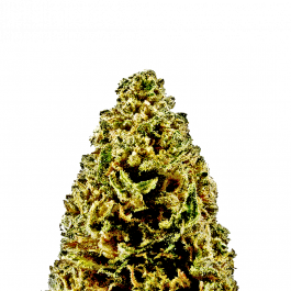 Northern Lights Auto