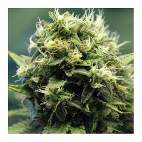 New York Power Diesel
